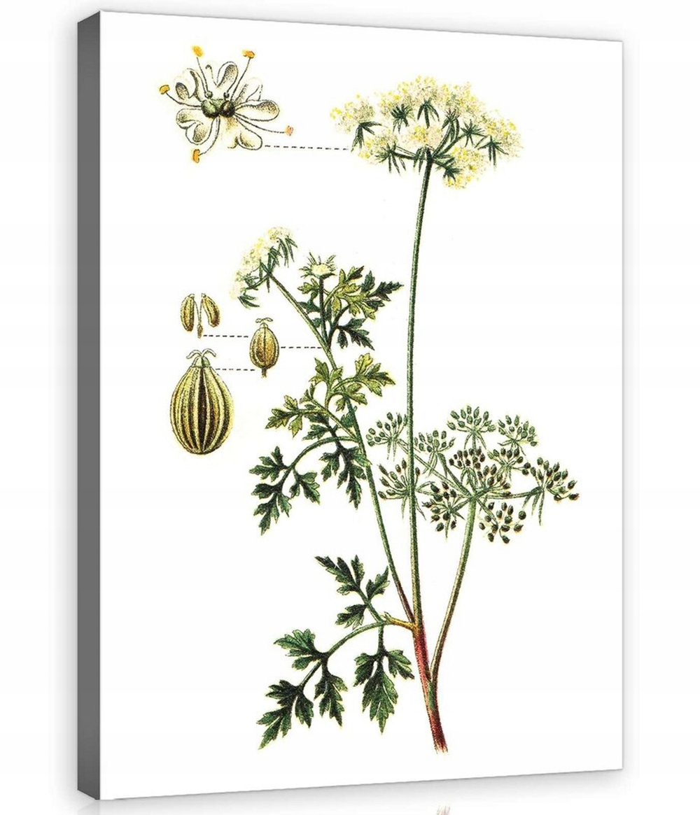 Obraz Na Plátně Plátno 75x100 Bylinky Kresba Řebříček Achillea Rostlina