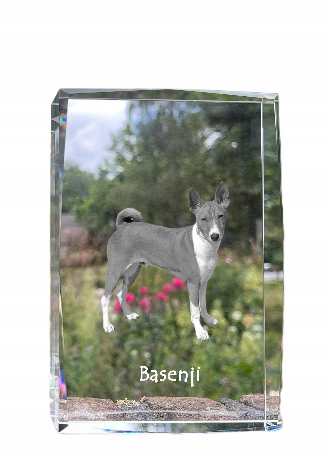 Basenji fotografia psa v kryštáli, suvenír, trofej, poďakovanie