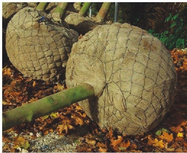 Koše Na Balenie Rastlín S Bruškom Ø 100 cm/25 ks