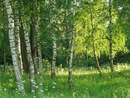 

Fototapeta flizelina na wymiar brzozowy gaj