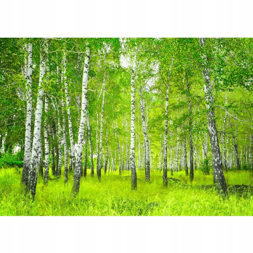 

Fototapeta 3D Las Brzozowy Drzewa Łąka XXL 300x210