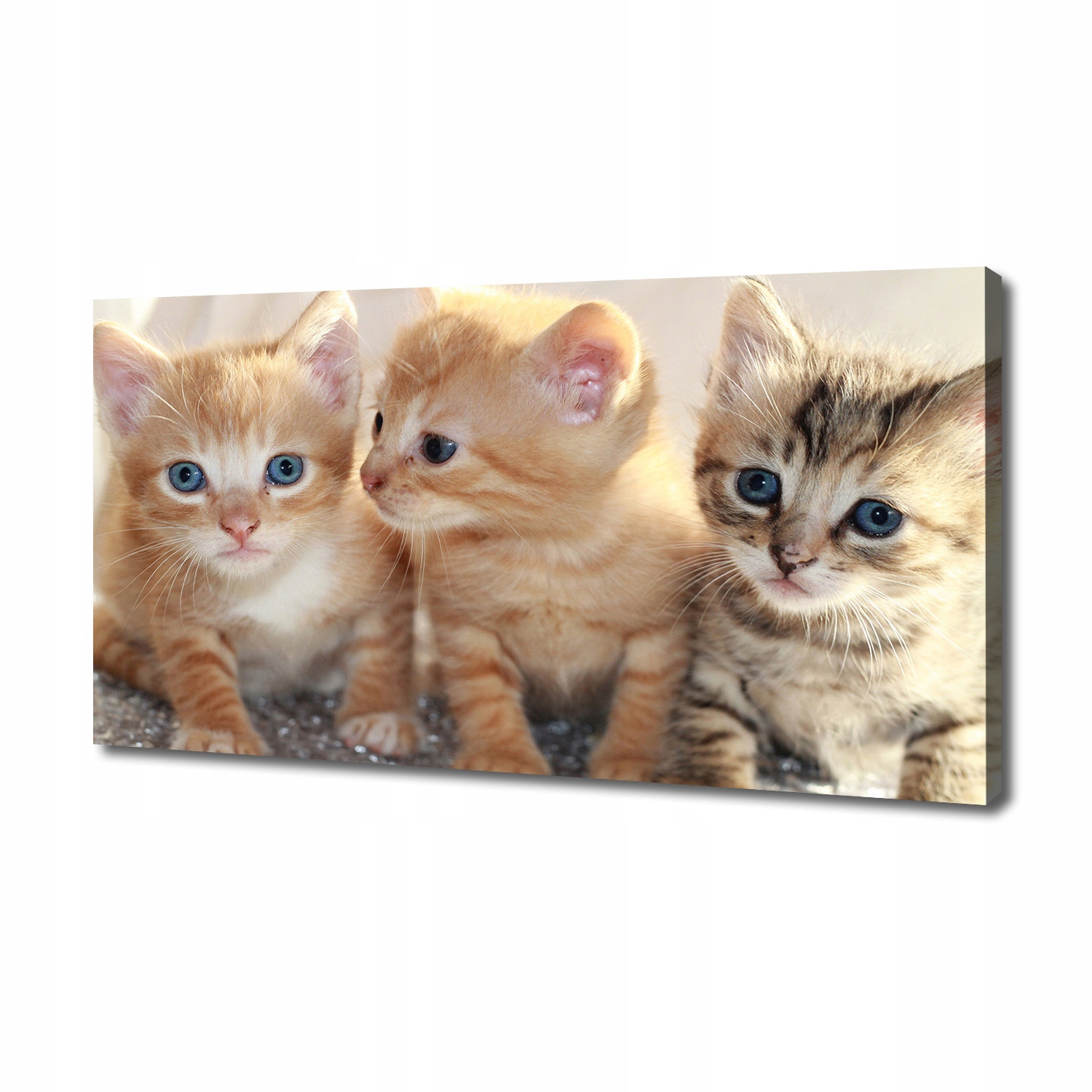

Foto obraz canvas na ścianę Małe koty 140x70 cm