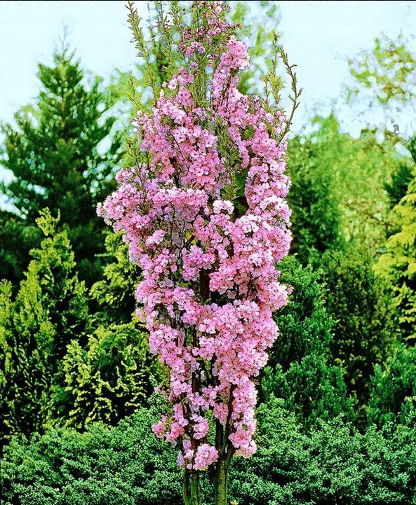 АМАНОГАВА привитая столбчатая 140 см