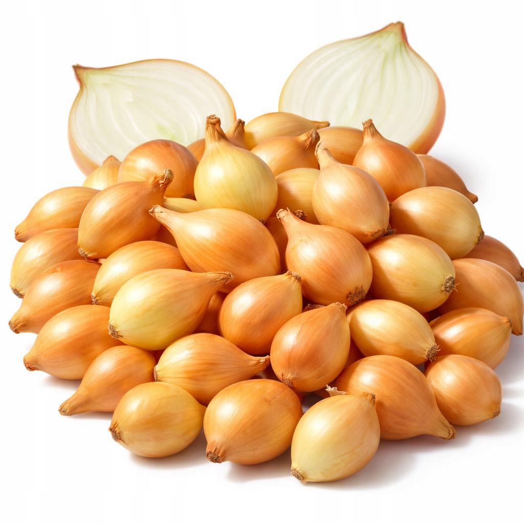 Cebula dymka Żółta Wolska do sadzenia 0,5 kg