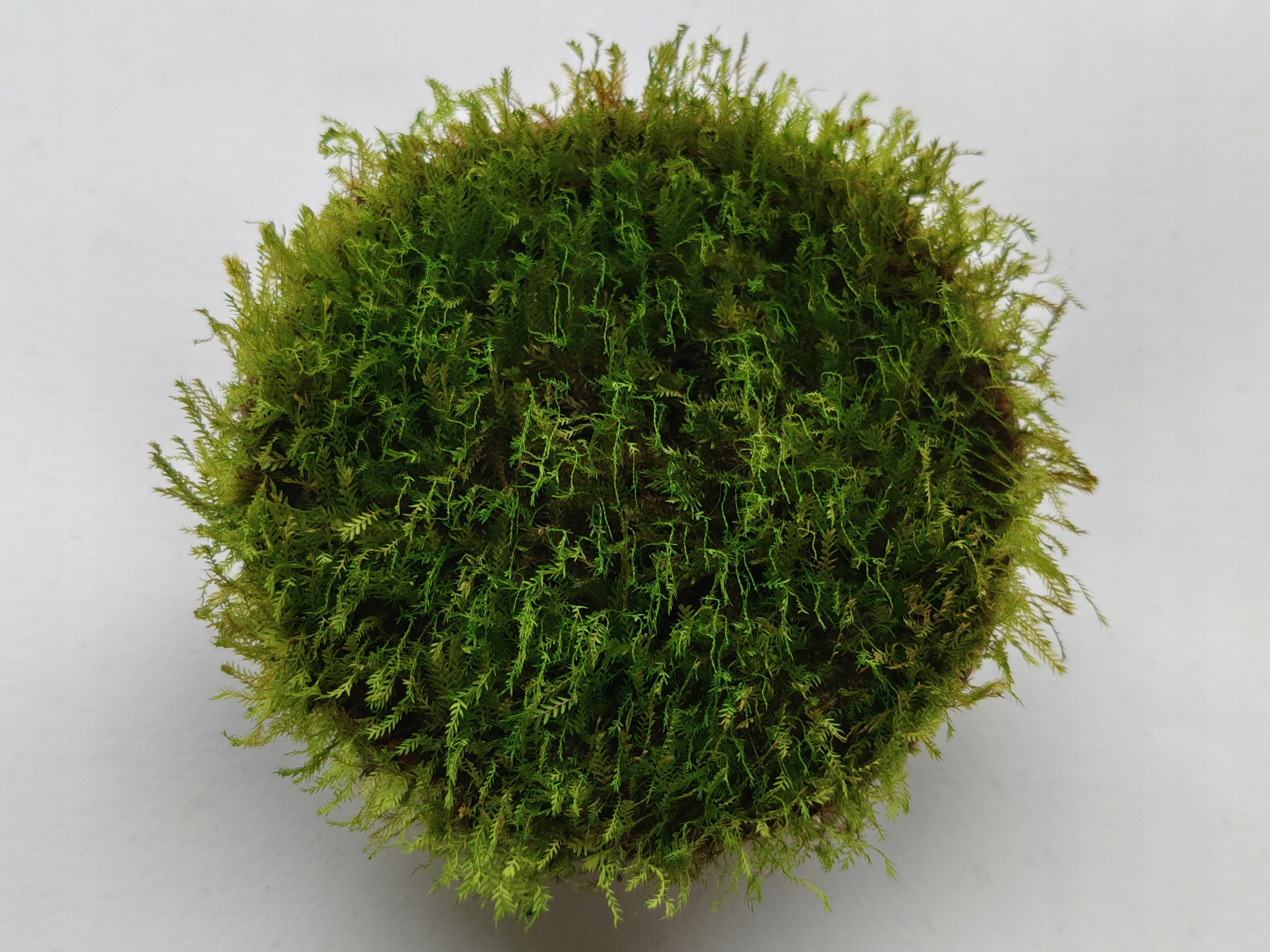 Fissidens Micro Q - forma emersyjna 1