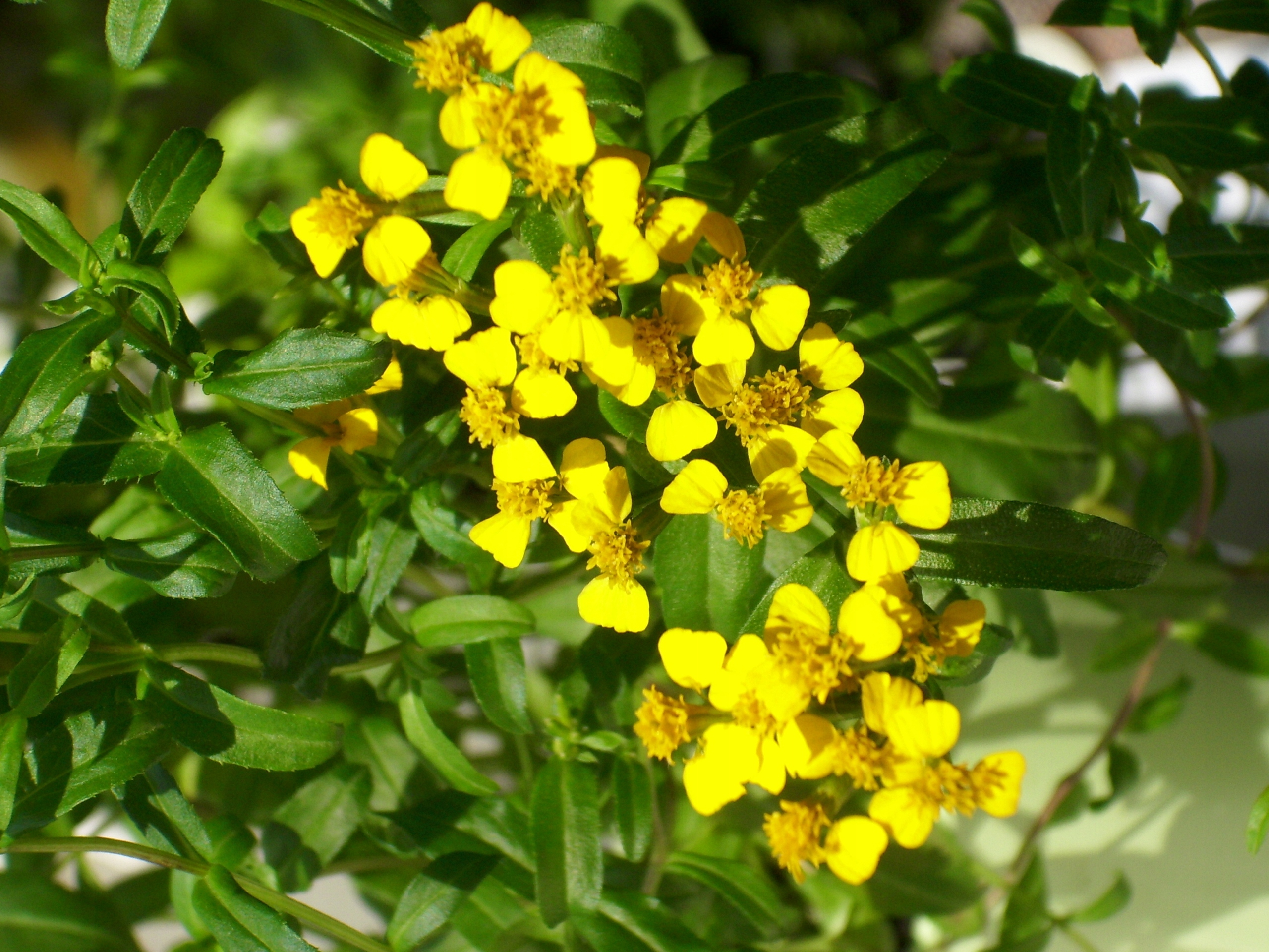 Aksamitka Estragon Mex. (Tagetes Lucida) Nasiona