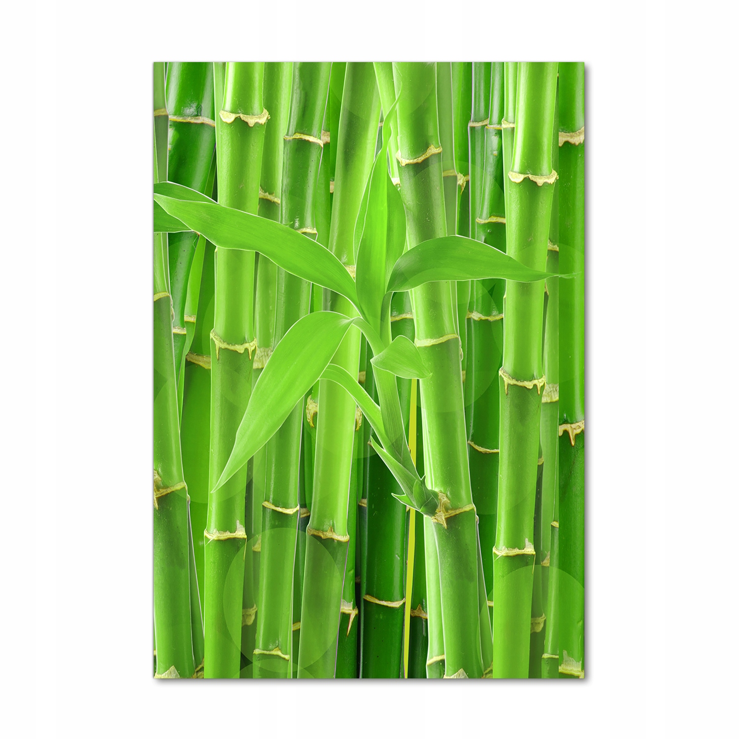 

Foto obraz akrylowy do salonu Bambusowy las 70x100