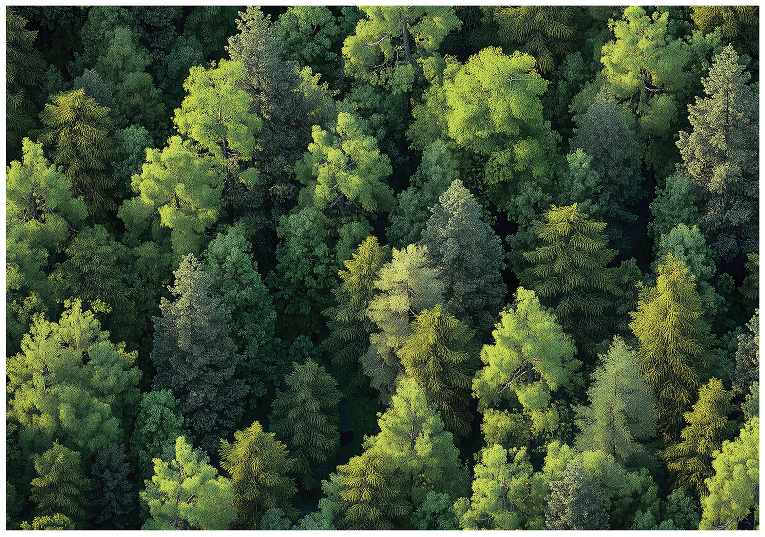 Vliesová fototapeta Zelený nekonečný les shora perspektiva 250x175 lepidlo