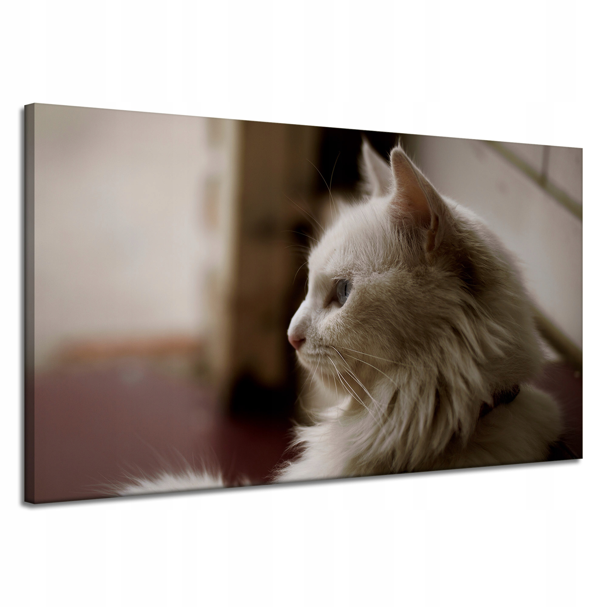 Obrazy na plátně Zvířata Bílá kočka 120x70 cm
