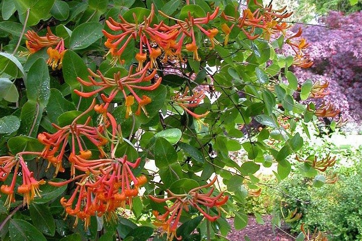 ЖИМОЛОСТЬ DROPMORE SCARLET ПРИВЛЕКАТЕЛЬНЫЕ ЦВЕТЫ P