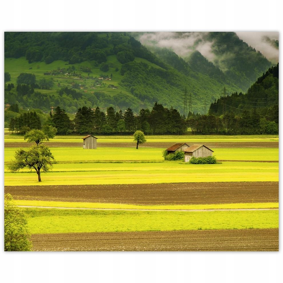 

Plakat 50x40 Zielone łany