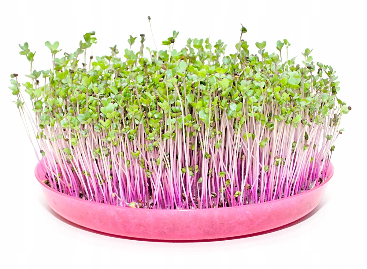 Semena na klíčky Kapusta Červená Toraf 1 kg 1000 g