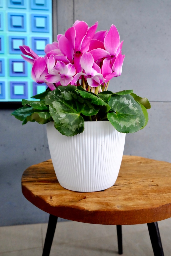 OSŁONKA doniczki MAGNOLIA JUMPER ECO śr. 16CM KREM MAT Lamela Marka Lamela