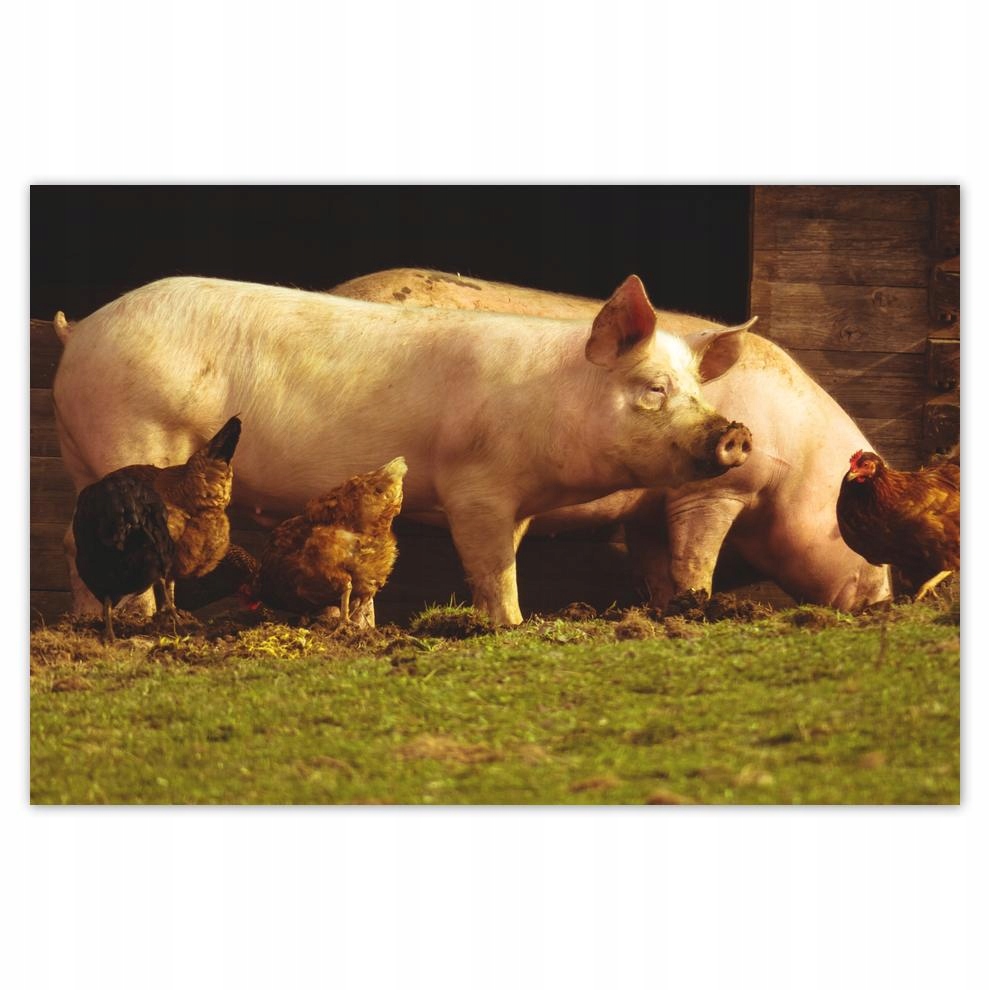 

Plakat 93x62 Zwierzęta Zwierzątka
