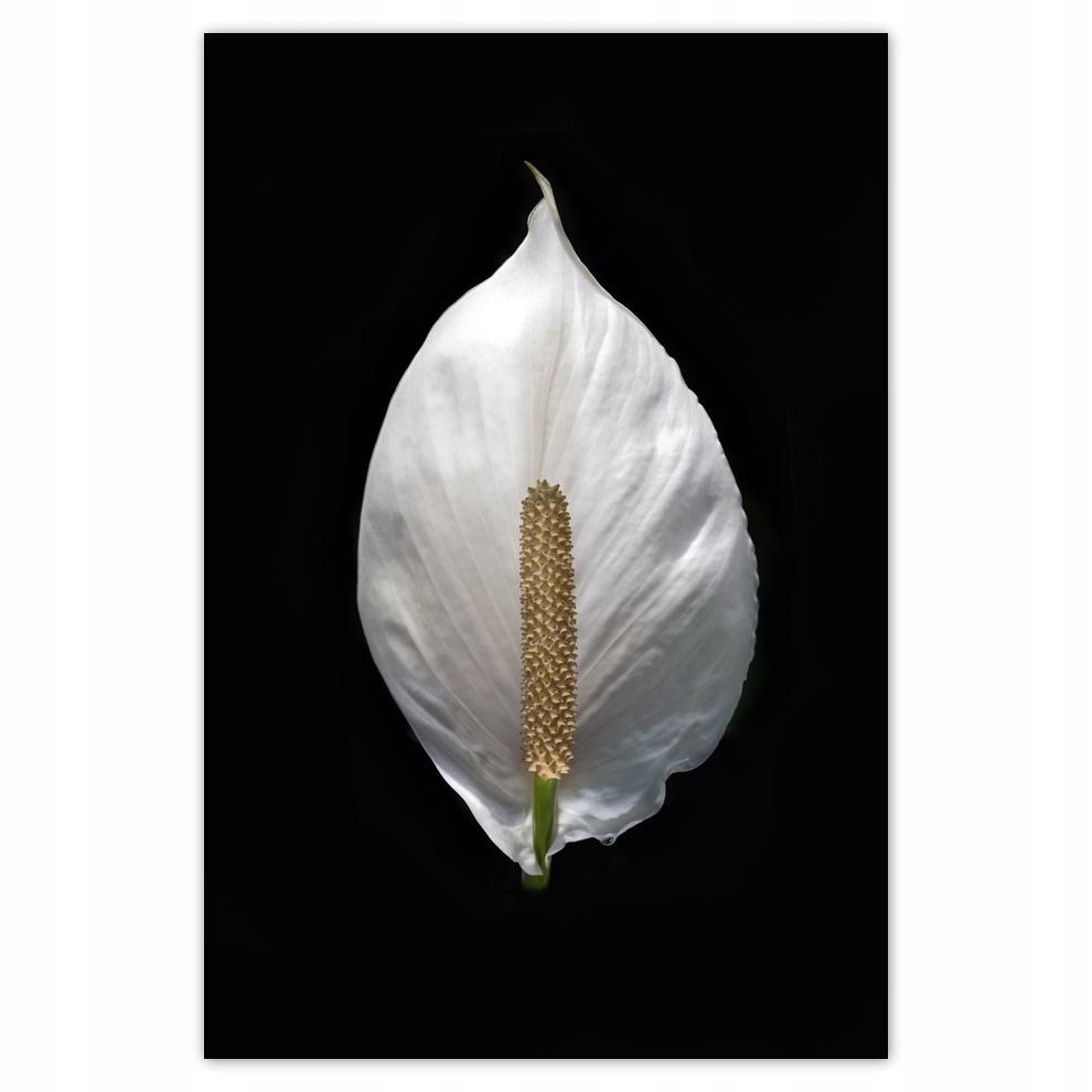 

Plakaty 40x60 Kwiatki Kwiaty Kwiatuszki