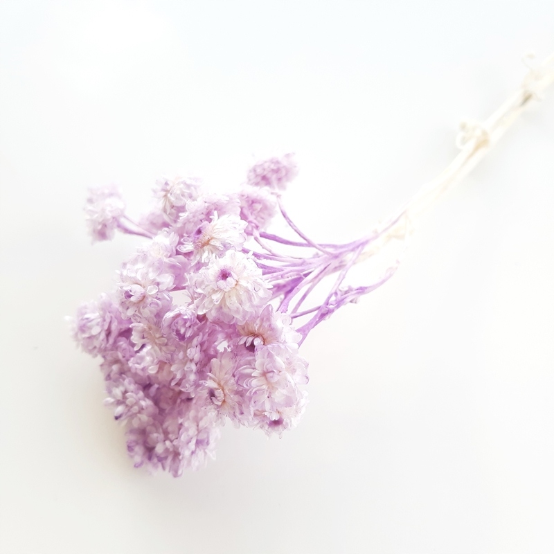 

Helichrysum wrzosowe suszone Miła Odmiana