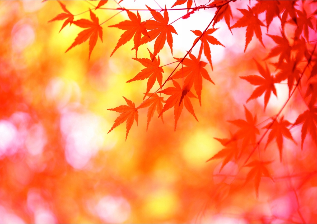 

Tapeta flizelinowa Liście Pomarańczowy - 312x219