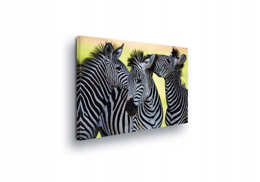 Obraz 100x75 Zebra přátelství příroda Afrika pruhy kontrast energie