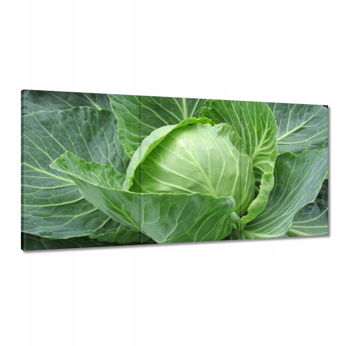 Obrazy 180x90 Mladá kapusta