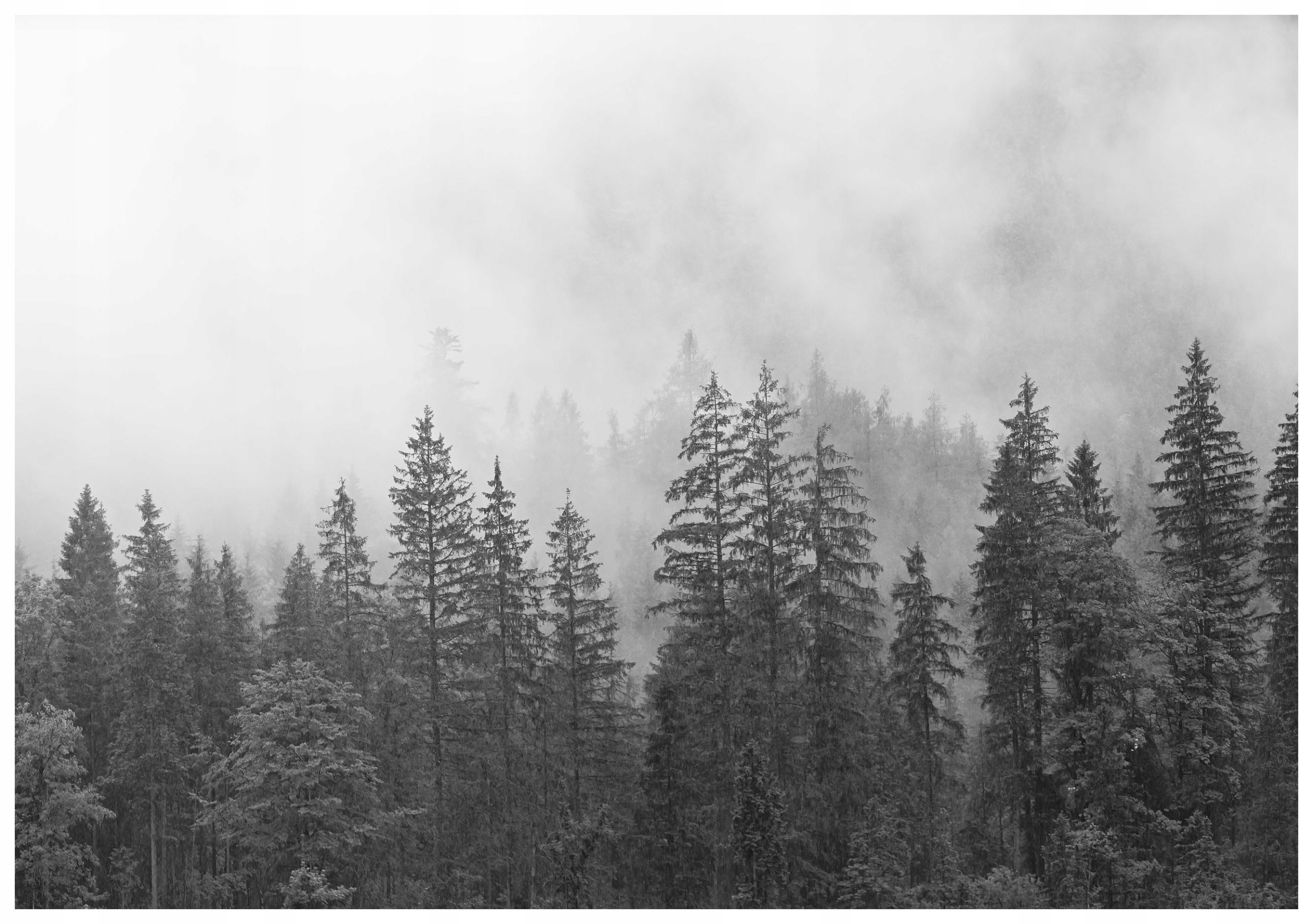 Vliesová fototapeta Hmlistý les Tajomstvo rána v lese 416x254 lepidlo