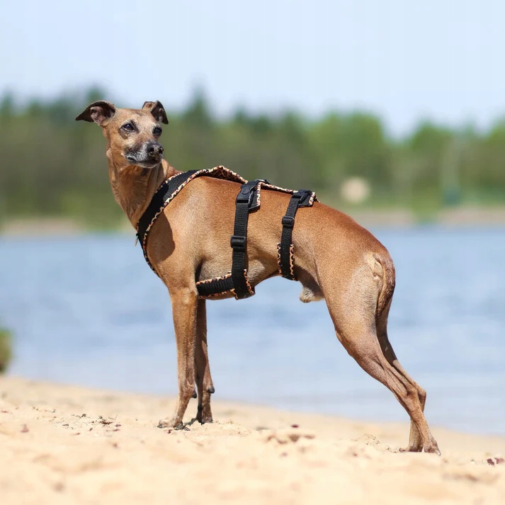 Levně Protiúnikové postroje pro Charta „Wild Safari“