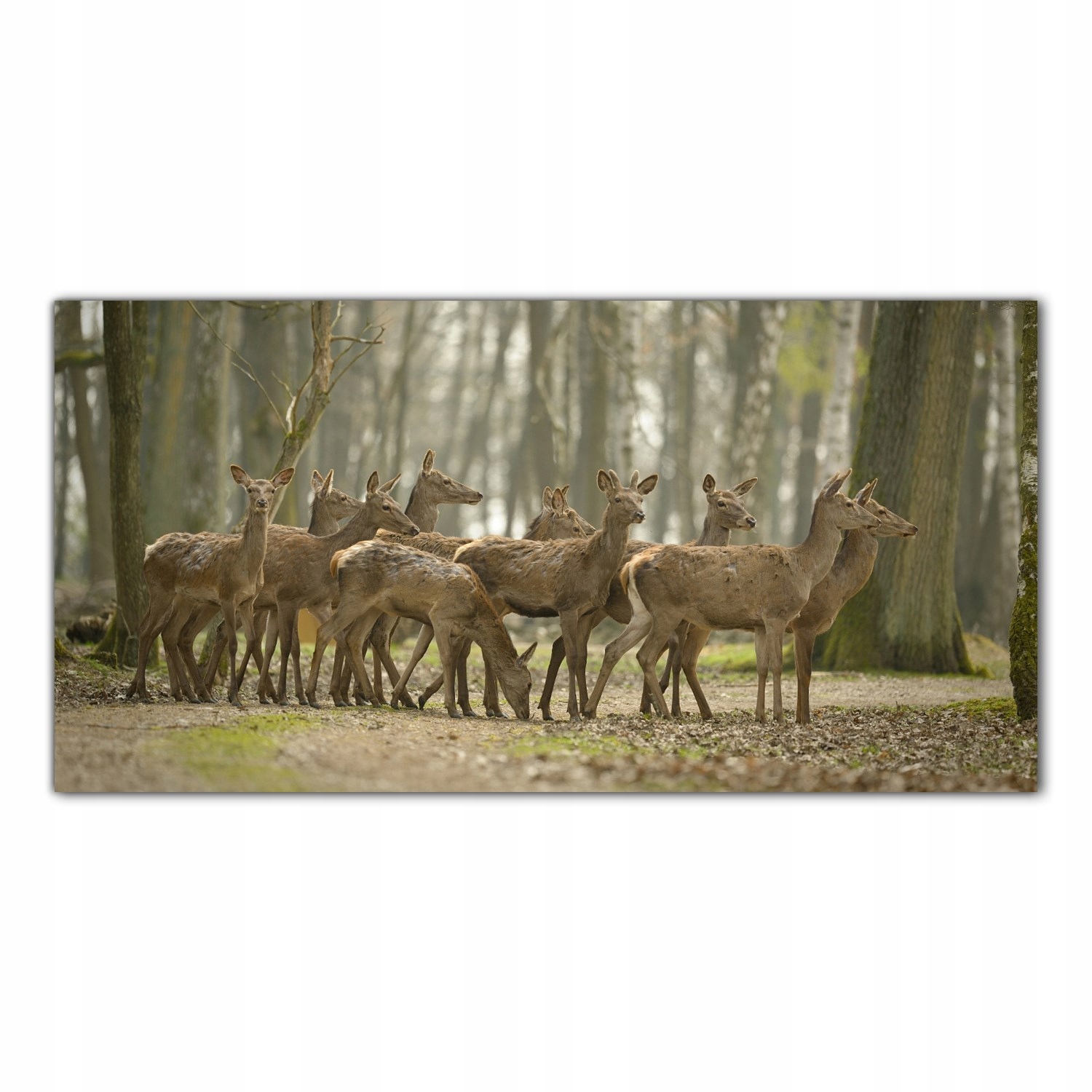 Jelen Les Stromy 100x50 Skleněné panely do kuchyně