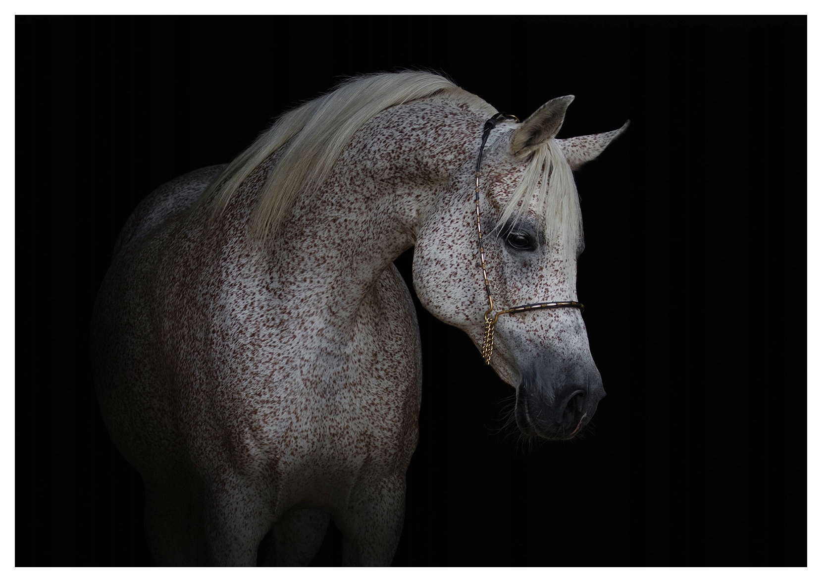 Vliesová fototapeta Arabský kůň elegance a grácie profil 254x184 lepidlo