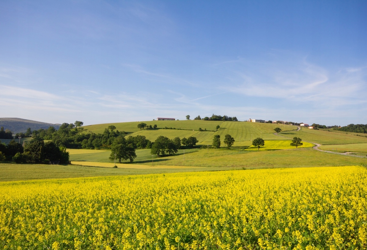 

Tapeta Flizelinowa Kwitnąca Soczewica - 104x70