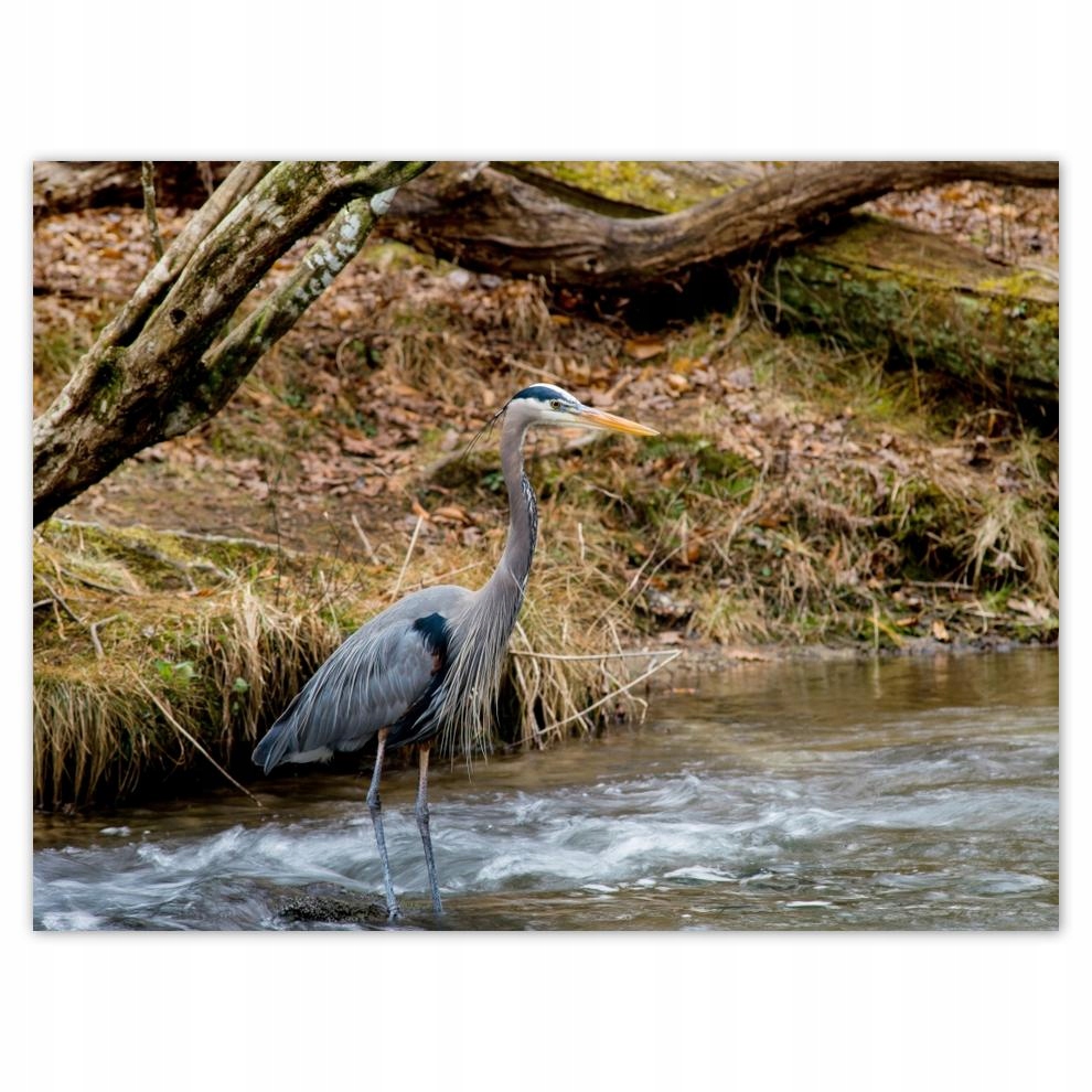 

Plakat 40x30 Czapla ptak Pejzaż Widok