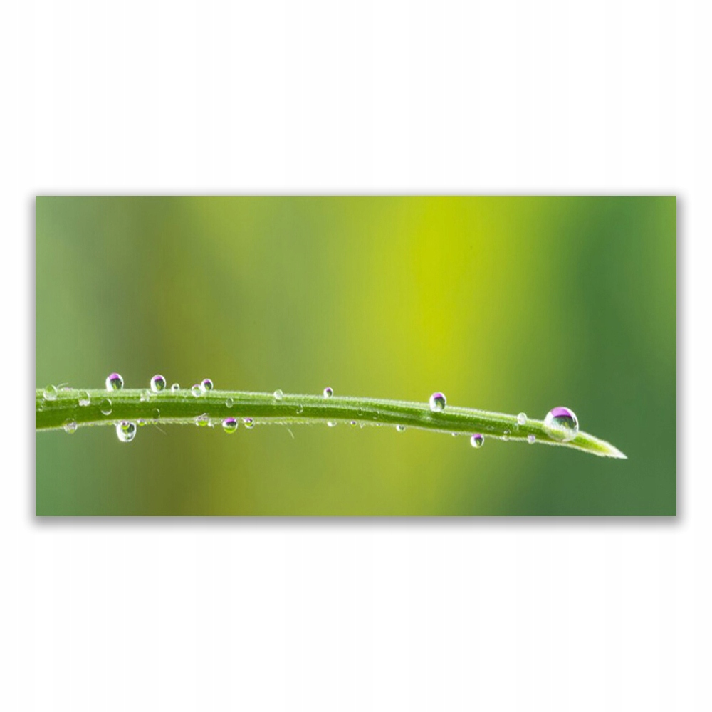 

Obraz akryl ścienny 120x60 Kropla Rosy na Trawie