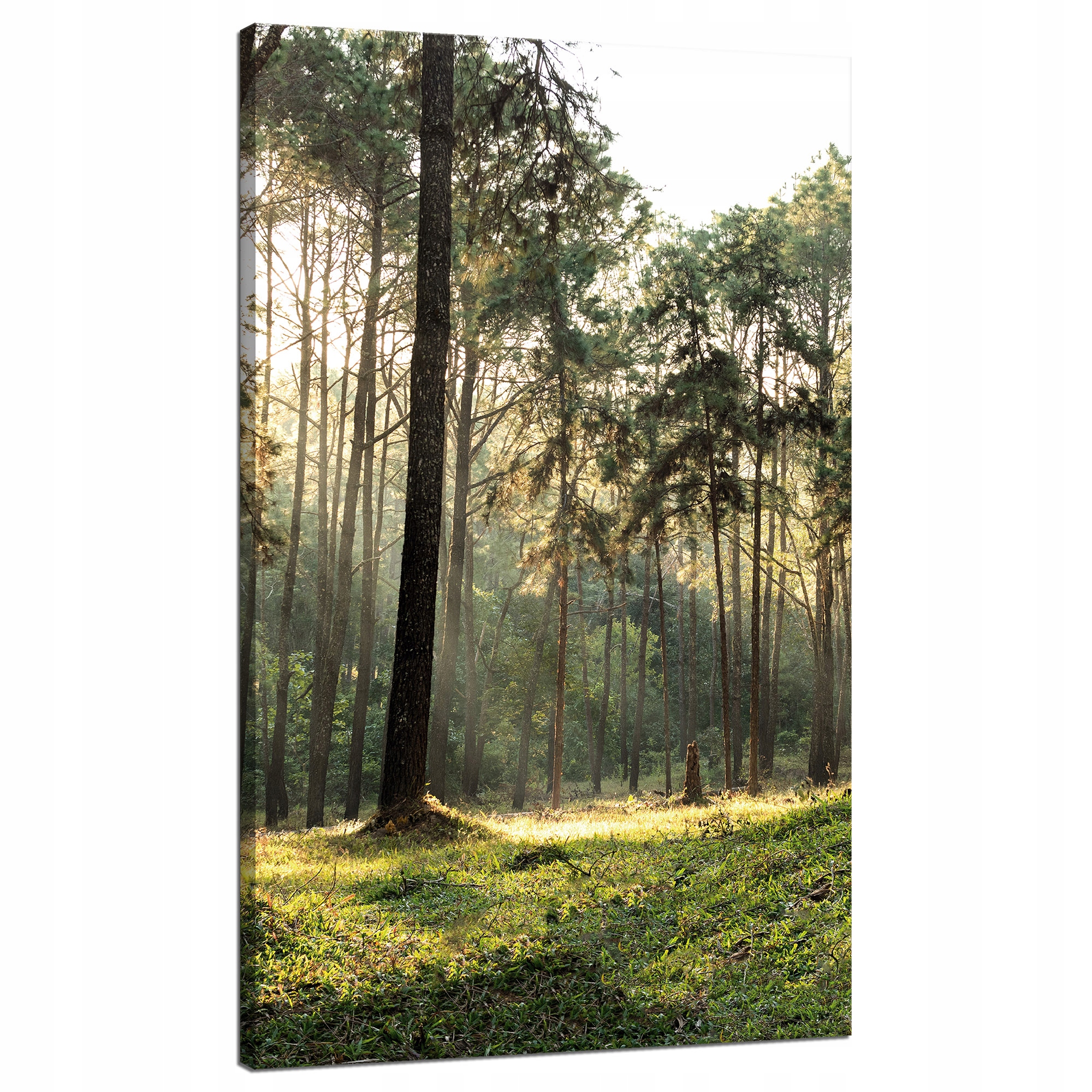 Obraz na plátně Les Stromy Slunce Příroda 70x120 cm