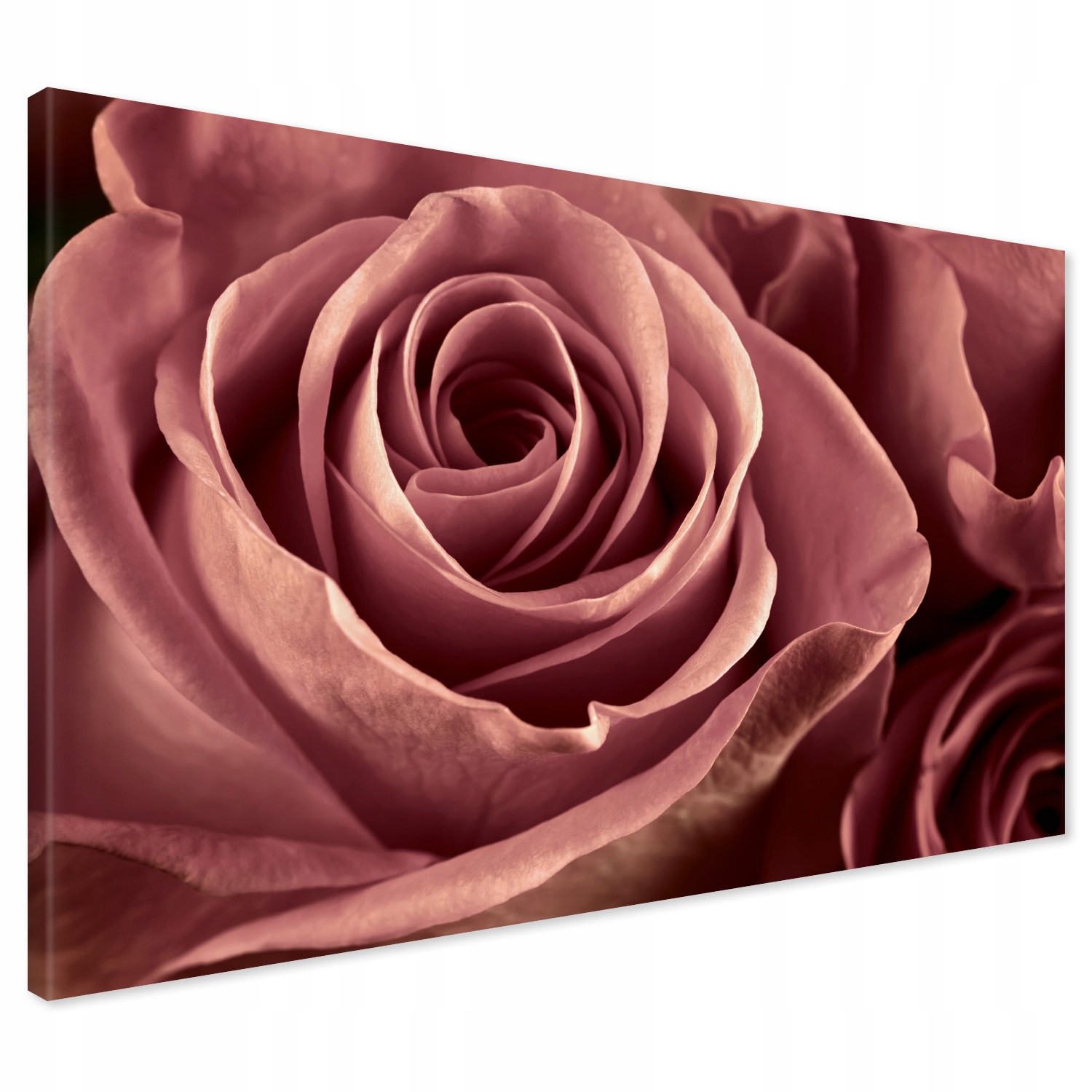 

Obraz na płótnie róża kwiat 70x50