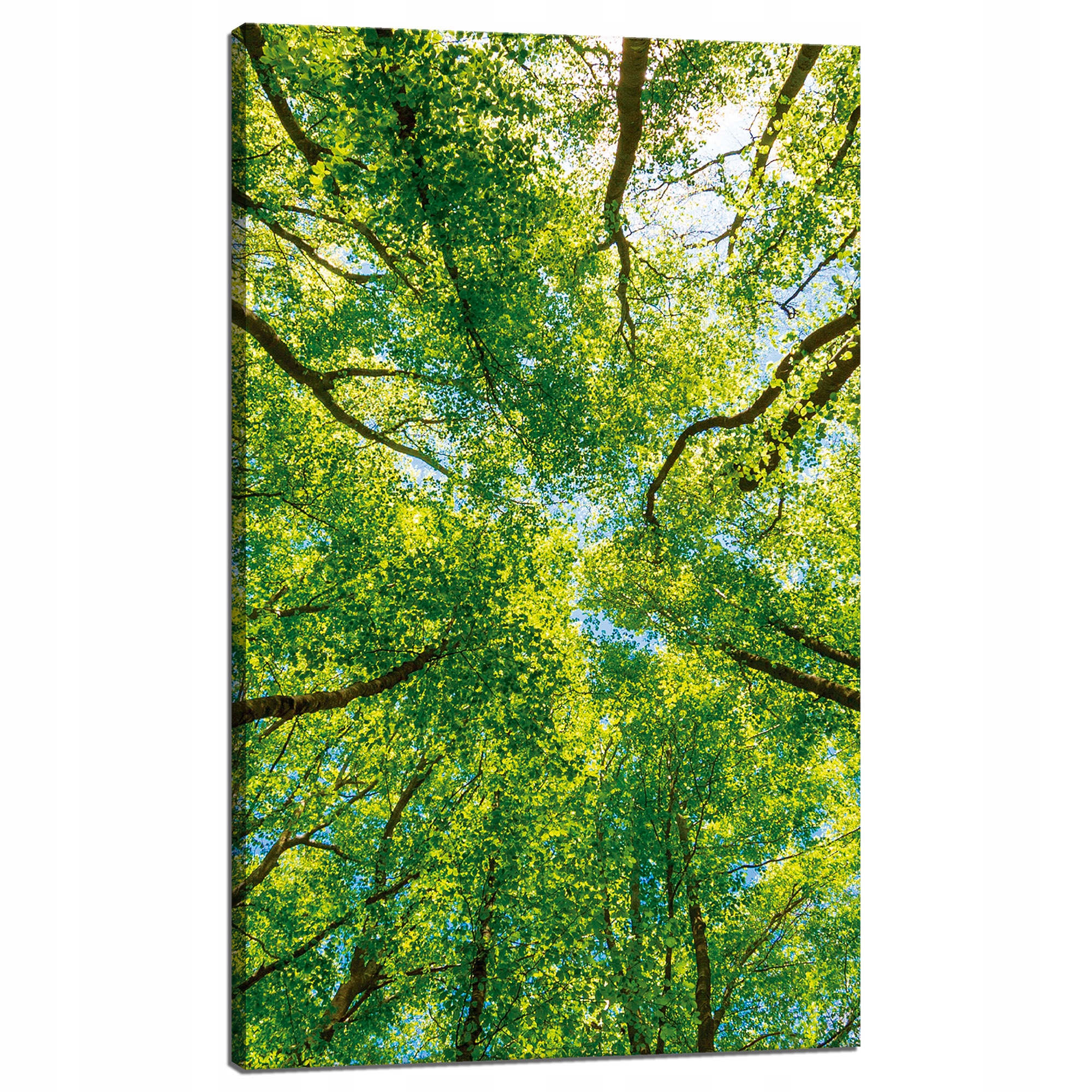 Obraz na plátně Stromy Listy Příroda Les Jaro 60x100 cm