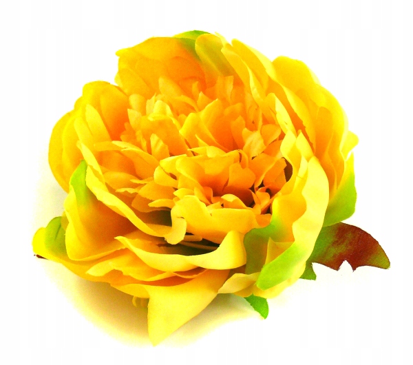 

Peonia tafta główka Kwiat Yellow Green