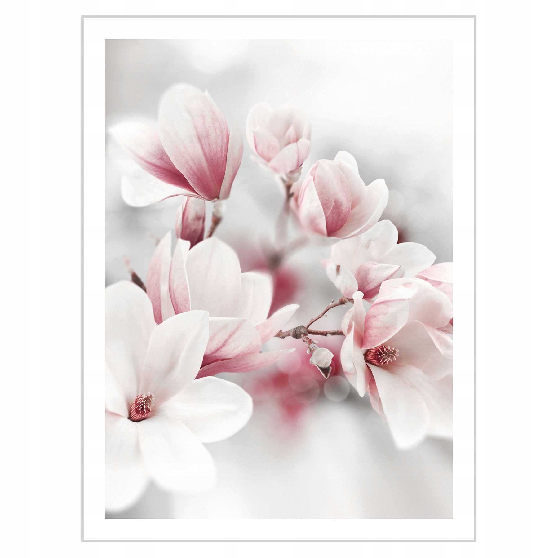 

Plakat 30x40 Kwiaty magnolie