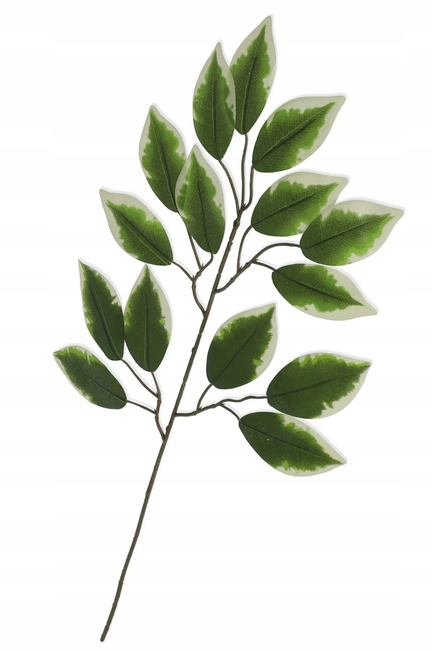 

Ficus liść gałązka zielono kremowa sztuczna