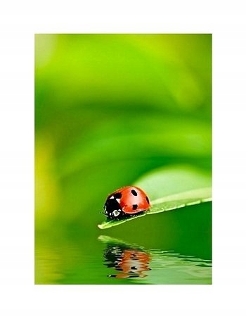 

Biedronka na Liściu - reprodukcja 40x40 cm