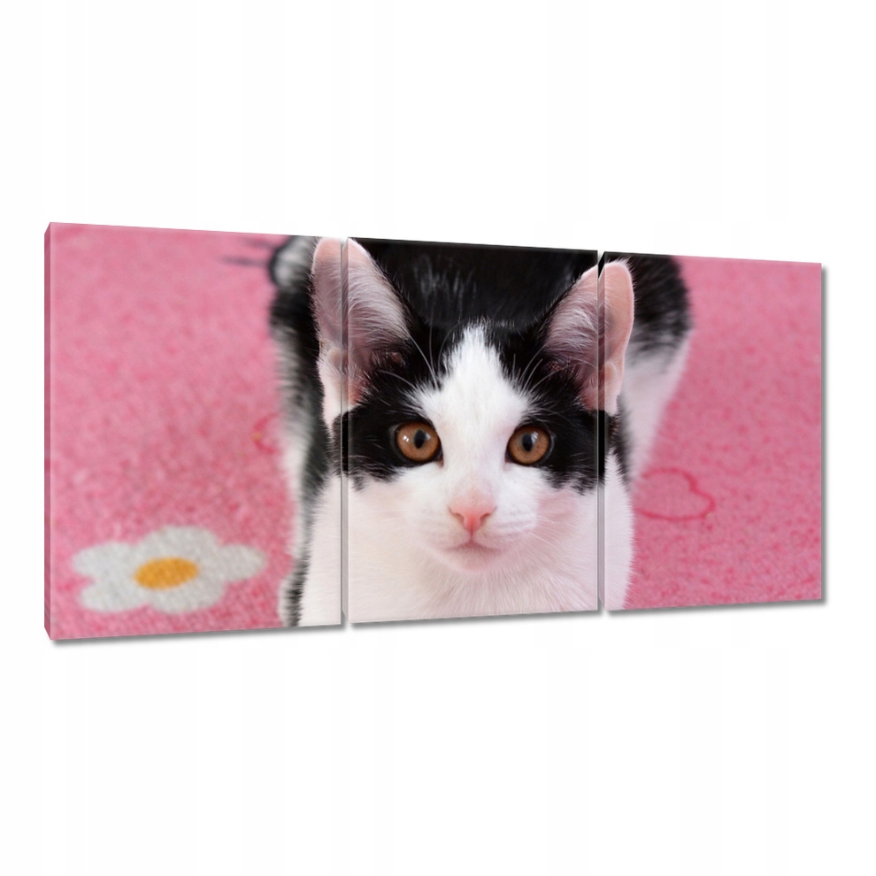 

Obrazy 120x60 Kot Kotki Koty Kicia