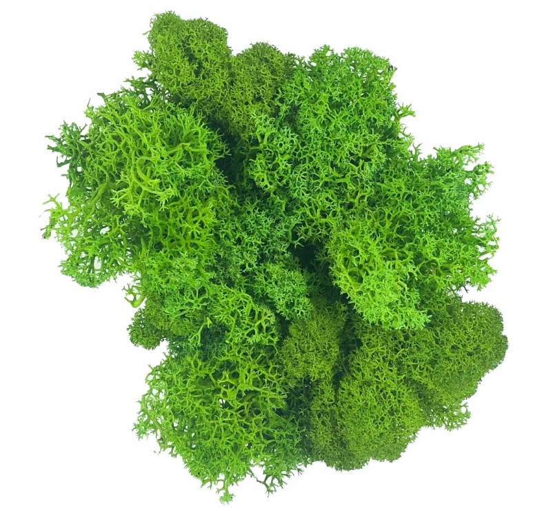 

Jasna Zieleń Mech chrobotek 50 gram