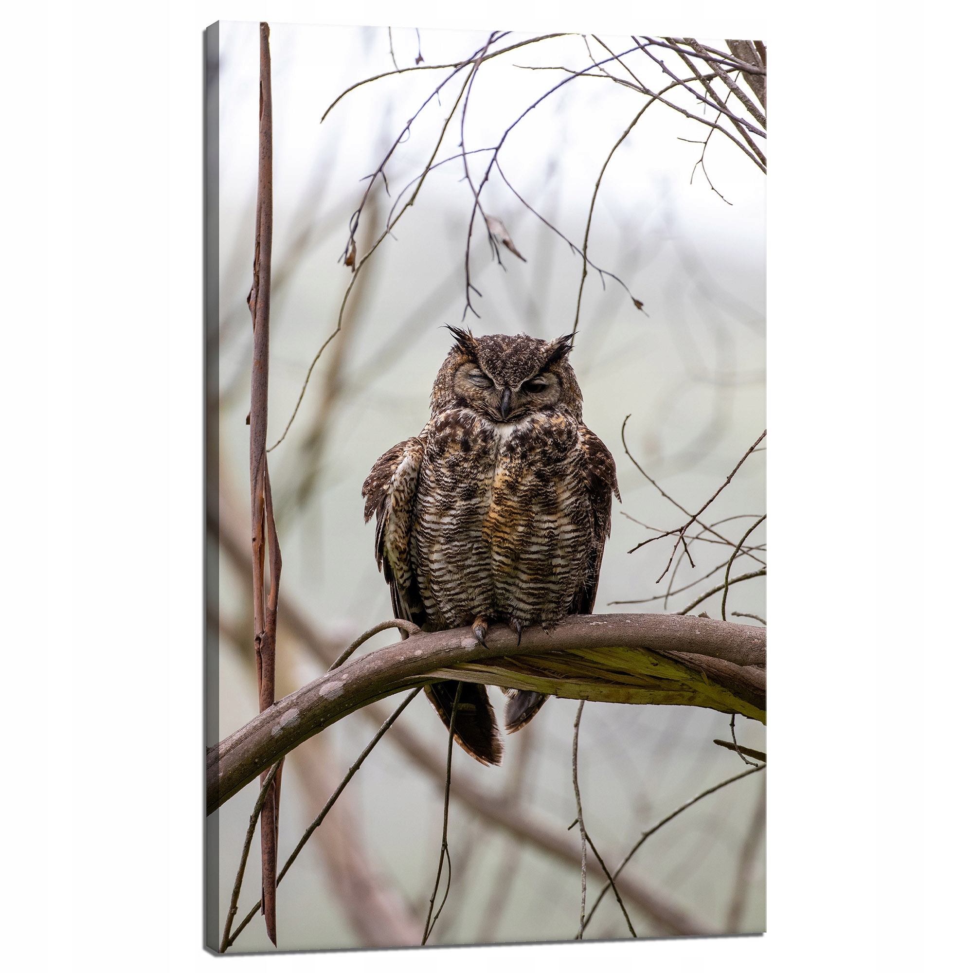 Obraz na plátně Zvířata Spící sovička 60x100 cm