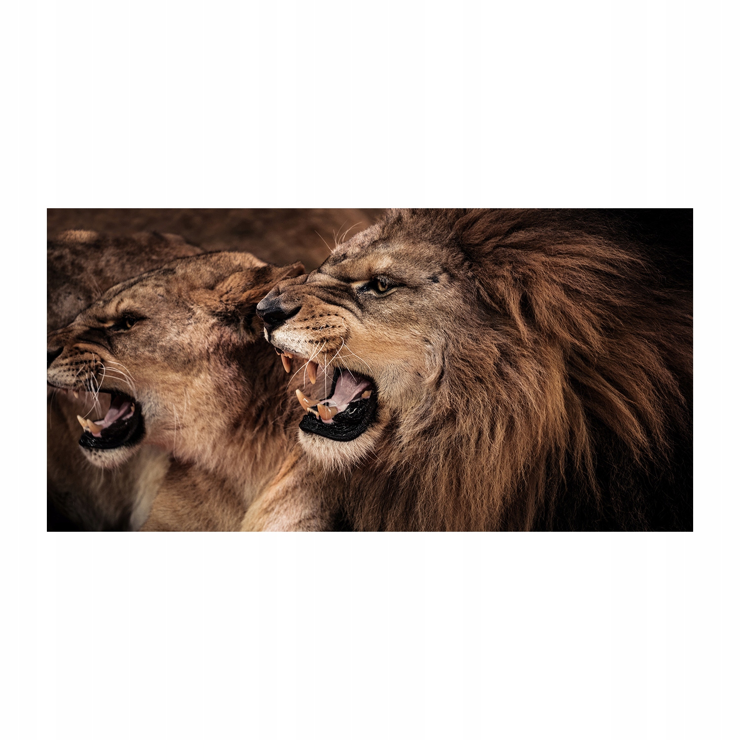 

Foto obraz akrylowy Ryczące lwy zdjęcie 140x70 cm