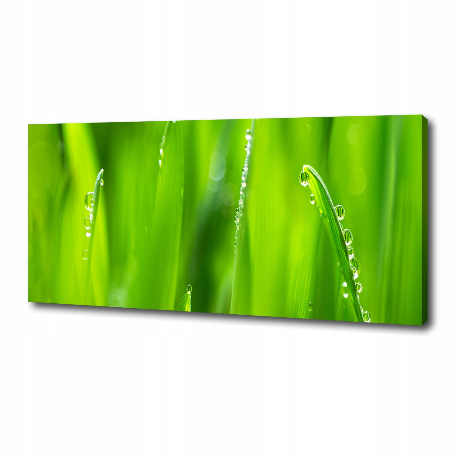

Foto obraz canvas na ścianę Młody owies 125x50 cm