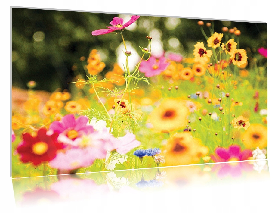 

Obraz szklany na szkle Łąka 08 30x20