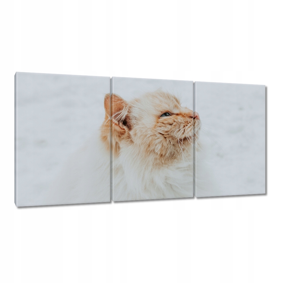 

Obrazy 120x60 Kot Kotek Kotki Koty