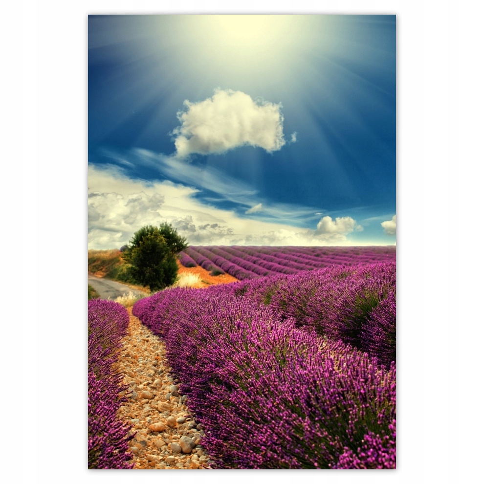 

Naklejki 135x200 Lawendowy pejzaż