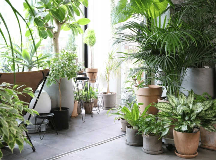 ZIEMIA DO DOMOWYCH ROŚLIN ZIELONYCH:PALM, MONSTERY Pojemność 5 l