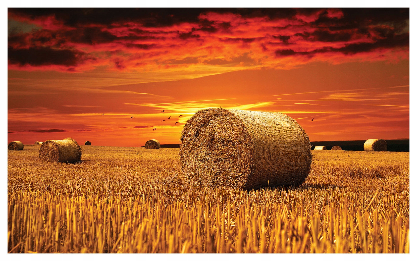 Fototapeta Západ slunce nad zlatým polem příroda ptáci 208x146 lepidlo