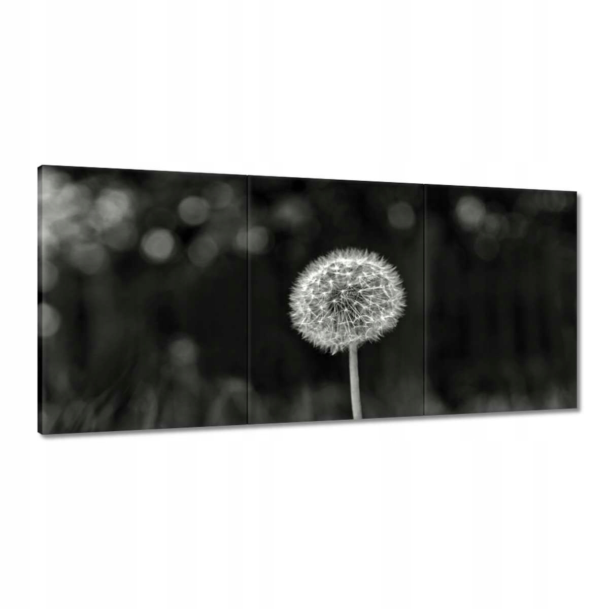 Obrazy 210x100 Púpava Kvet Makro