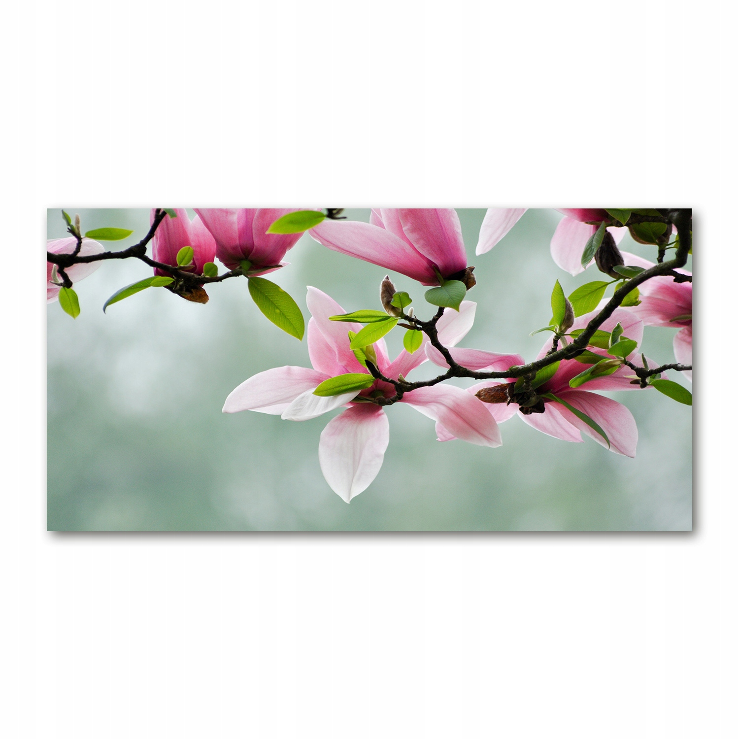

Foto obraz szkło hartowane Magnolia 140x70