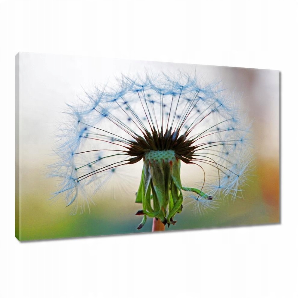 

Obrazy 120x80 Dmuchawiec Kwiat Kwiatki